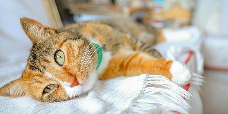 Güney Kore'den flaş karar! Evcil hayvanlar da karantinaya alınacak