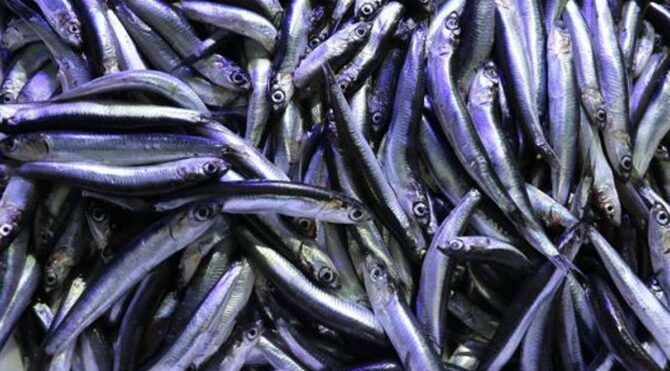 Hamsi yasağı sona erdi! Ekipler denetime çıktı