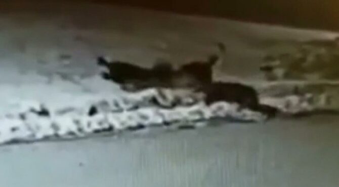 İlçe merkezine inen aç kurtlar, köpeği böyle öldürdü