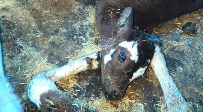 İnternetten hayvan aldı dolandırıldı