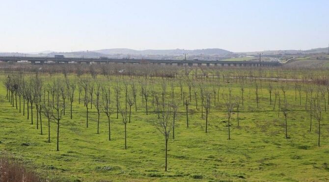 İSKİ baraj havzalarını ağaçlandırıyor