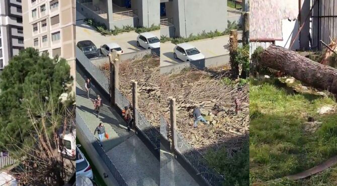 Kadıköy’de 100 yıllık ağacı kesip kaçtılar