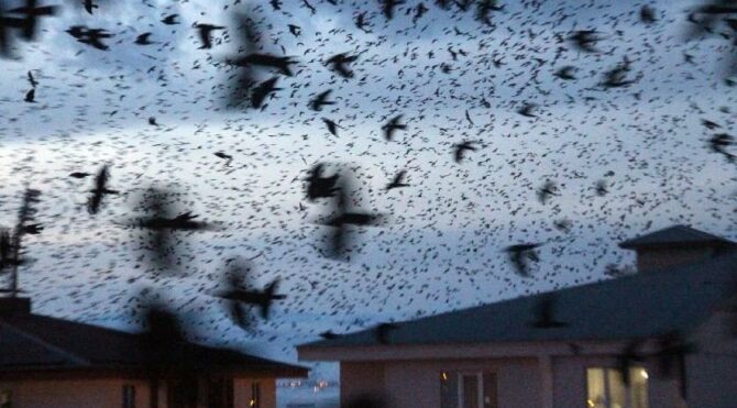 Kargalar şehrin üstüne kara bulut gibi çöktü