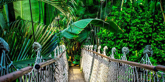 Koronavirüste Amazon mutasyonu: 