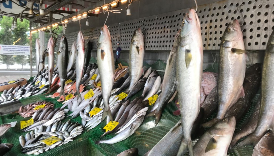 Marmara Denizi'nde kofana bolluğu: Kilosu 300 liradan 70 liraya düştü