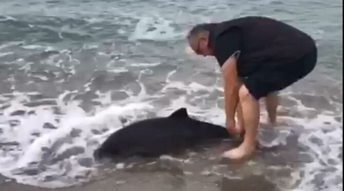 Sinop’ta karaya vurdu, denize götürüp hayata döndürdü