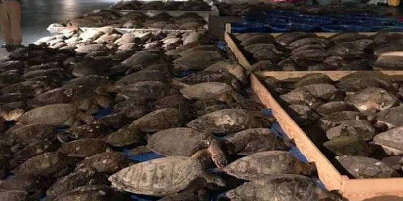 Son 30 yılın en soğuk kışı! Koruma altına alındılar