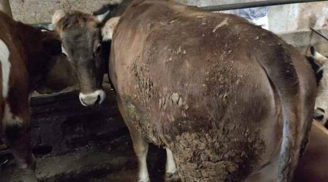 Tam kesilecekken mezbahadan firar etti