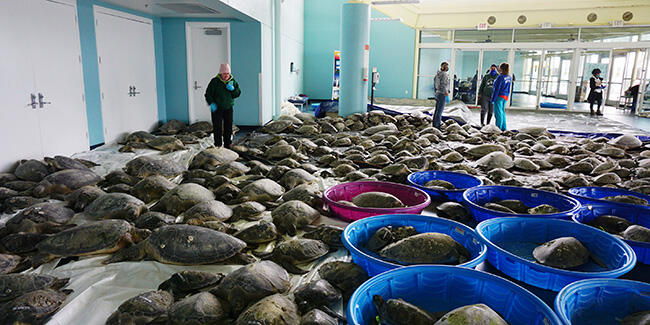 Teksas’ta binlerce deniz kaplumbağası soğukta donmaktan kurtarıldı