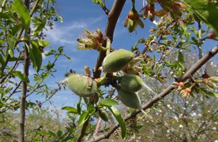 Baharın ilk meyvesi tarlada 100 lira (Sezonun ilk çağla hasadı Mersin'de yapıldı)