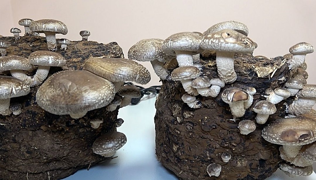 Üniversitede üretilen mantarlar altın değerinde (Kilosu 4 bin liraya kadar çıkıyor)