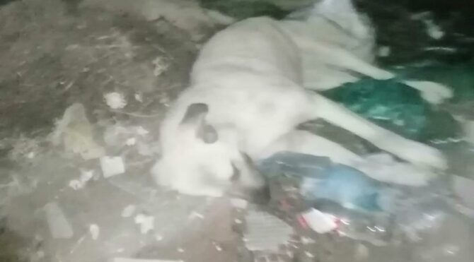 Vahşet! Bunu yapan insan olamaz