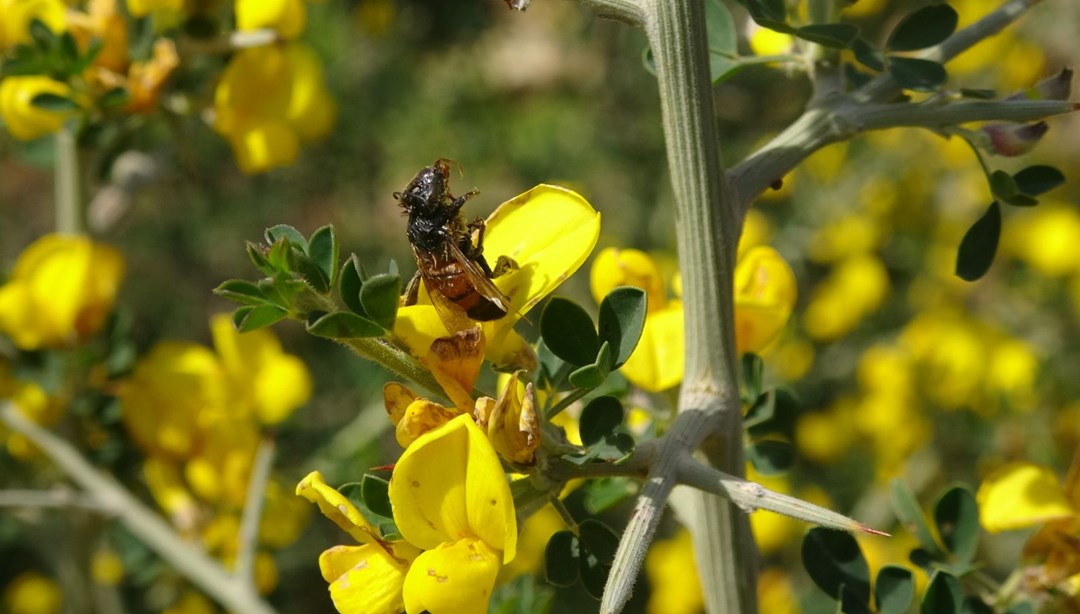 Yalancı baharın ardından gelen kış şartları arıcıları vurdu