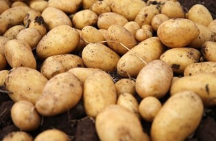 Belediyeler üreticiden patates alımına başladı
