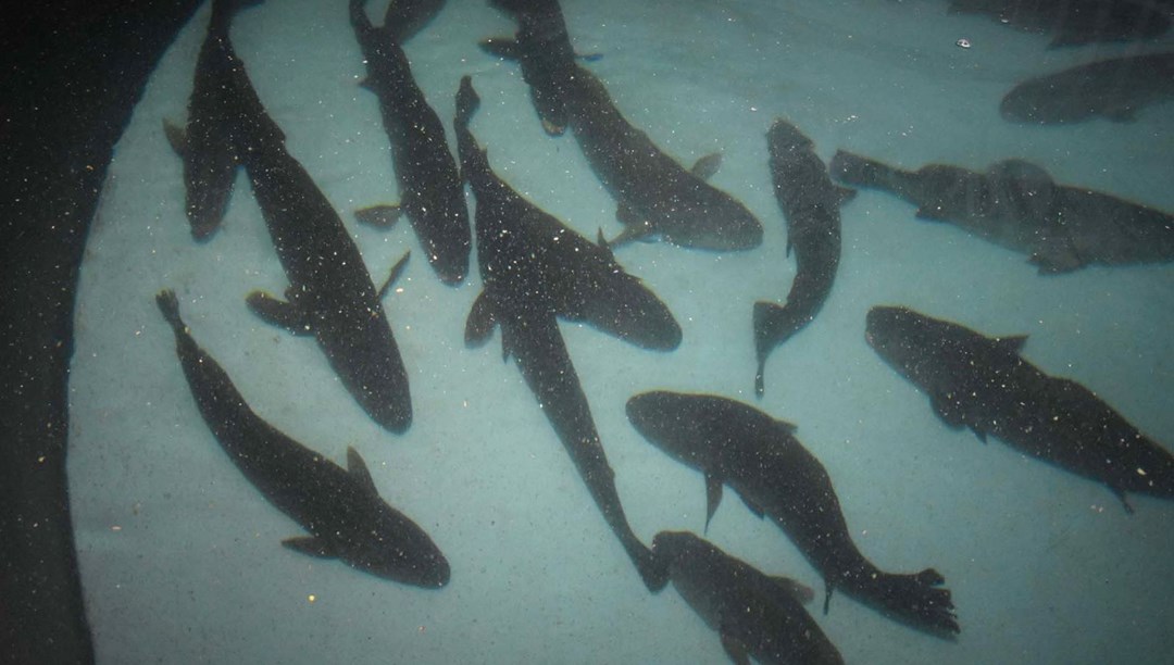 Enstitüde 12 milyon yavru levrek üretildi