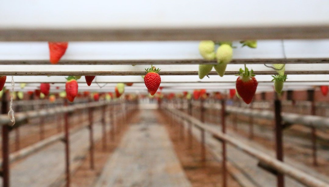 Havada yetişen çilek, birbirine temas etmeden sofralara ulaşıyor