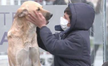 İstanbul'un köpekleri meşhur oldu