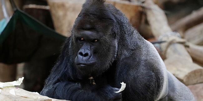 Koronavirüs aşısı insanlar dışında ilk kez maymunlara yapıldı