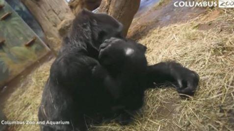 Yavru goril yaşamı keşfediyor