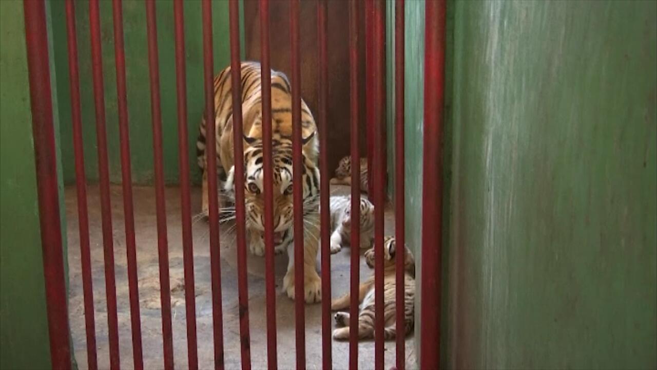 4 Bengal kaplanı dünyaya geldi, üstelik biri beyaz