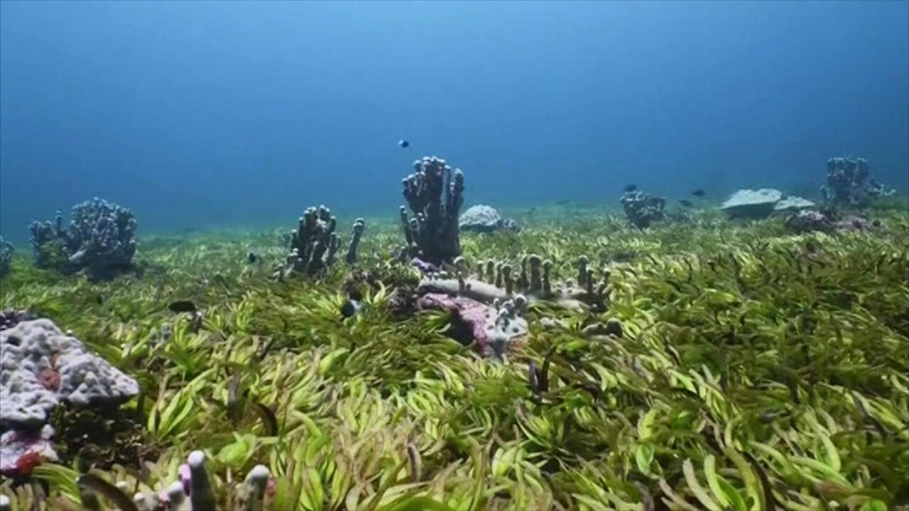 Gezegeni deniz çayırları kurtarabilir