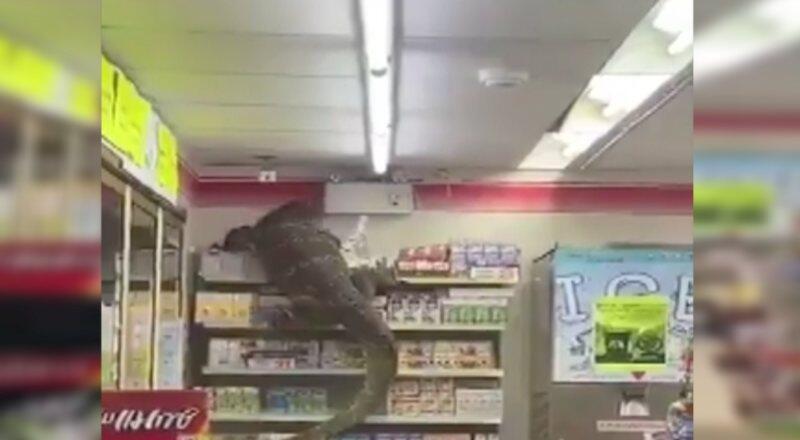 Komodo ejderi markete daldı