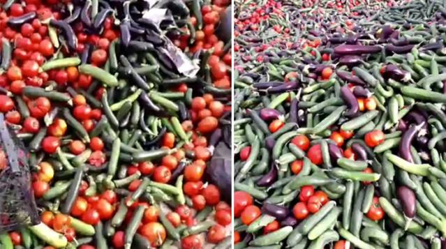 İsyan ettiren görüntü! Yüzlerce kilo sebze çöpe döküldü