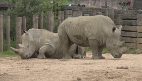 Paris zooloji parkı açılıyor