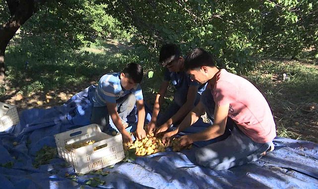 'Sarı altın' hasadında çiftçinin yüzü gülüyor