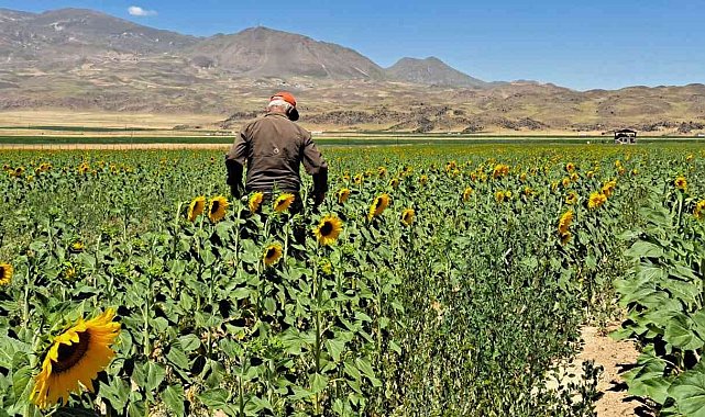 Adilcevaz'da sulu tarım