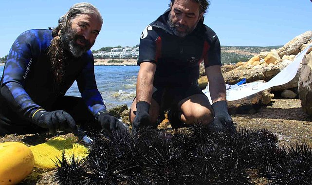 Akdeniz'de dikenli zehirli deniz kestanesi istila hızı yüzde 108