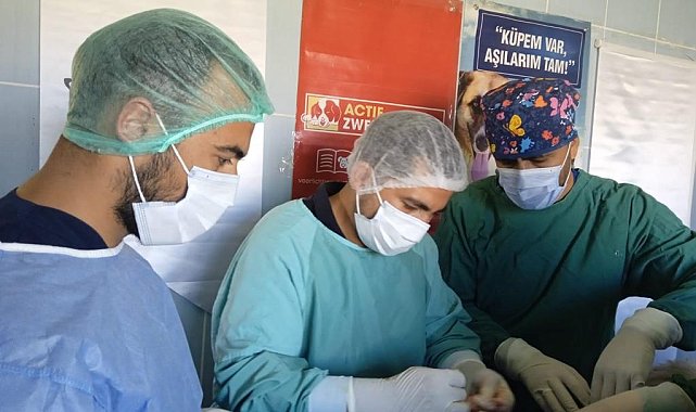 Ardahan Belediyesi ve Haytap'tan sokak hayvanlarına ortak çalışma