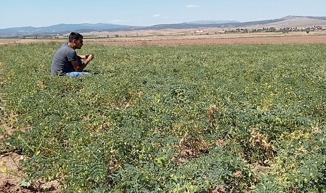 Aslanapa'da aspir ve nohut bitkisinde hastalık zararlı kontrolleri