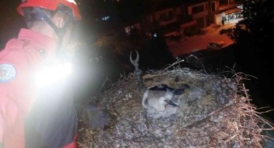 Ayağına ip dolanan Leylek kurtarıldı