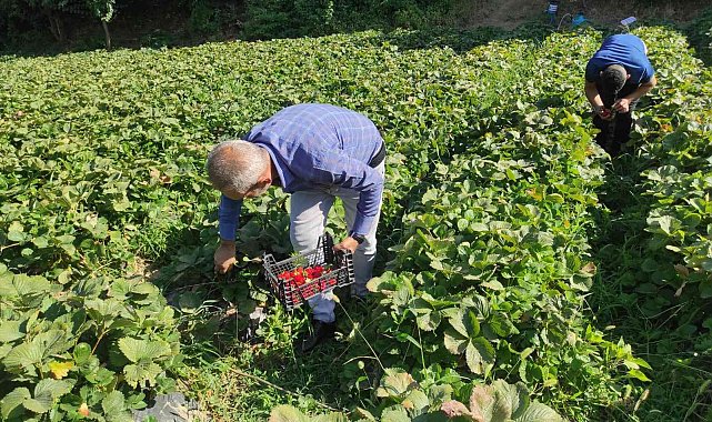 Bahçede 8 liradan satılan çilek, tezgahta 30 lira