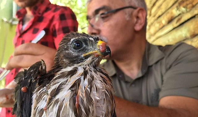 Bakımı yapılan şahin yavrusu tekrar doğaya bırakıldı