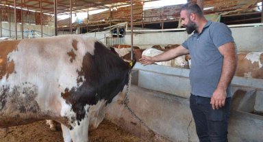 Batman'da 55 bin liraya satılacak 1 tonluk kurbanlık pazarda yerini aldı