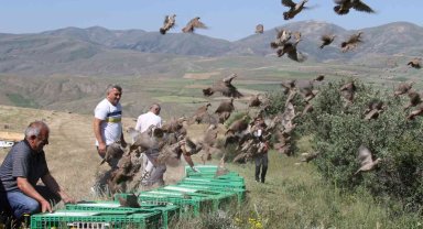Bayburt'ta yüzlerce kınalı keklik doğaya salındı