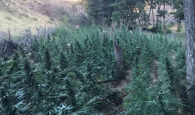 Bingöl'de 8 tarla içinde uyuşturucu ele geçirildi