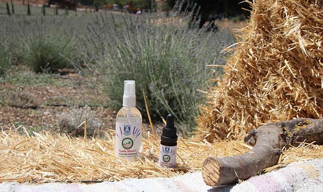 Bodrum Belediyesi, kendi yağını üretiyor