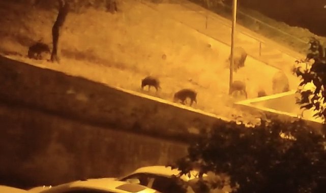 Bursa'da aç kalan domuz sürüsü şehir merkezine indi