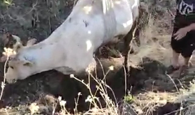 Çamura saplanan ineği VEDAŞ ekipleri kurtardı