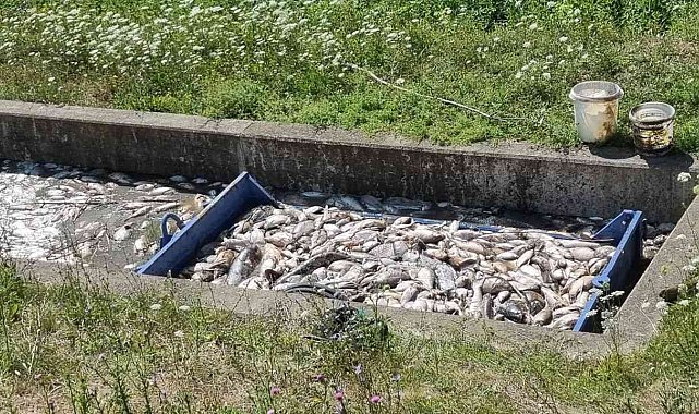 Çekya'da onlarca ton balık telef oldu
