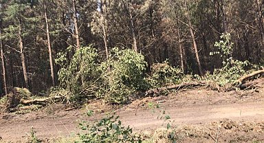 Fransa'da 14 bin hektar orman yandı