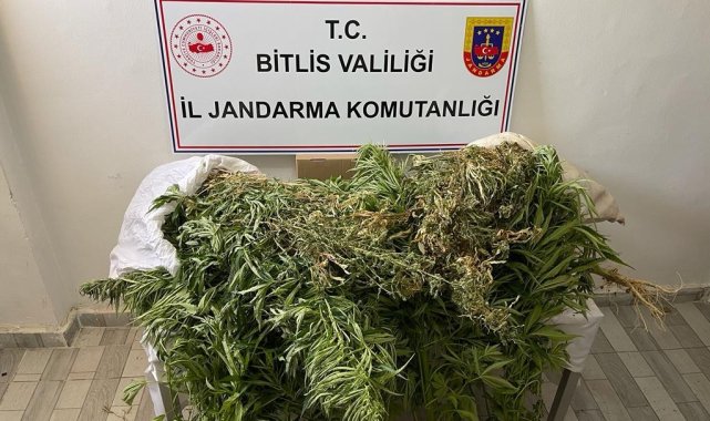 Güroymak'ta 153 kök kenevir ve 4 kilo esrar ele geçirildi