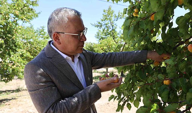 İhraçlık kayısı hasadı başladı