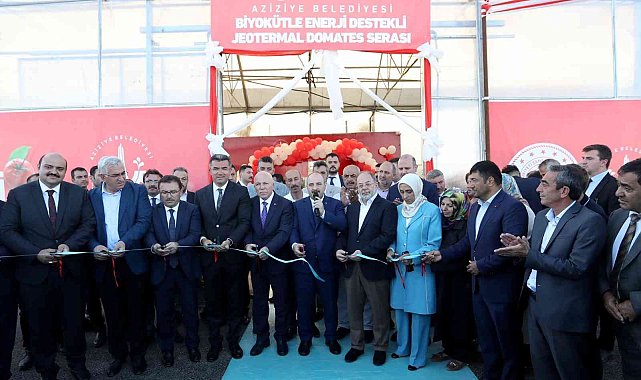 Ilıca domatesinin ilk hasadını Bakan Varank yaptı