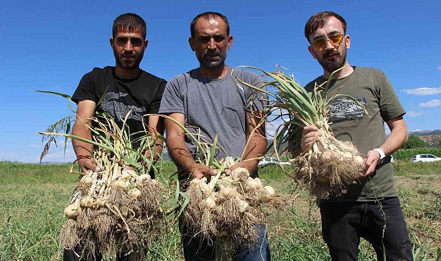 İlk kez ekimini yaptığı sarımsağı hasat etti