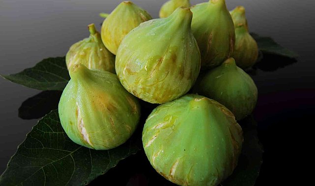 İncirde hasat ve ihracat tarihi belli oldu