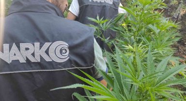 İzmir'de uyuşturucu tacirlerinin tarlasına baskın